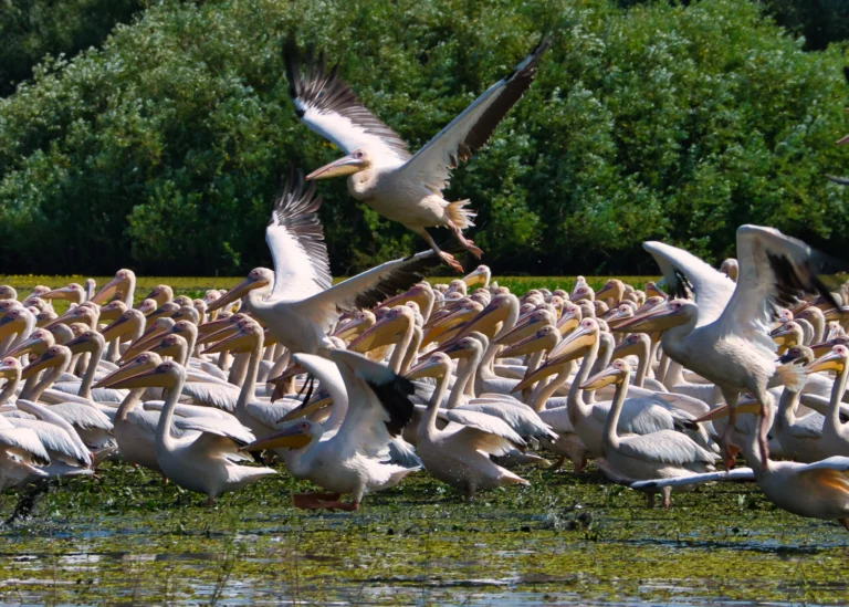 Pelicani în zbor peste apă în Delta Dunării.