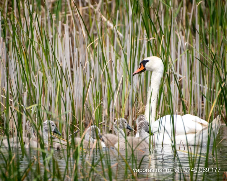 Lebădă și pui în stufărișul lacului.
