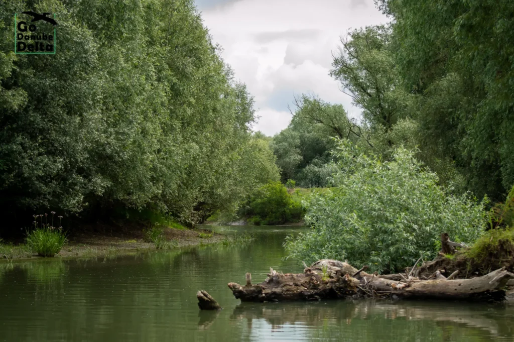 Peisaj Delta Dunării cu apă și vegetație luxuriantă.