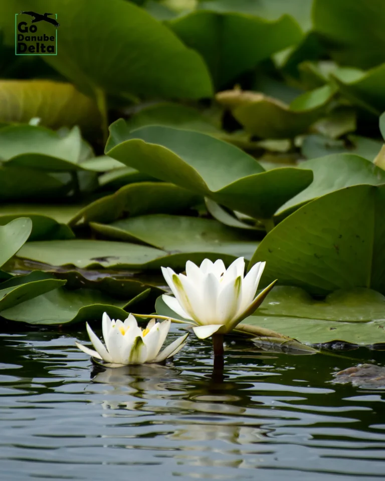 Nuferi albi pe apă în Delta Dunării.