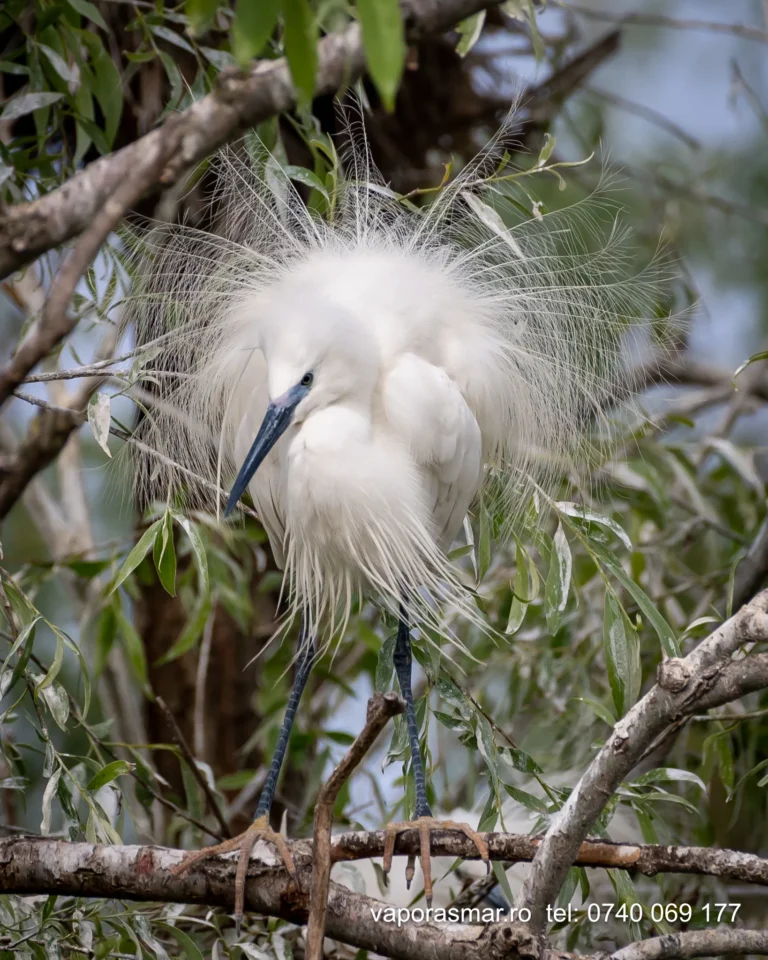 Egreta albă stă pe creangă între frunze verzi.