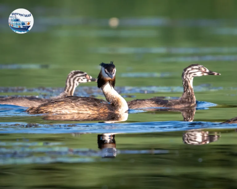 Păsări acvatice înotând pe lac, peisaj natural.