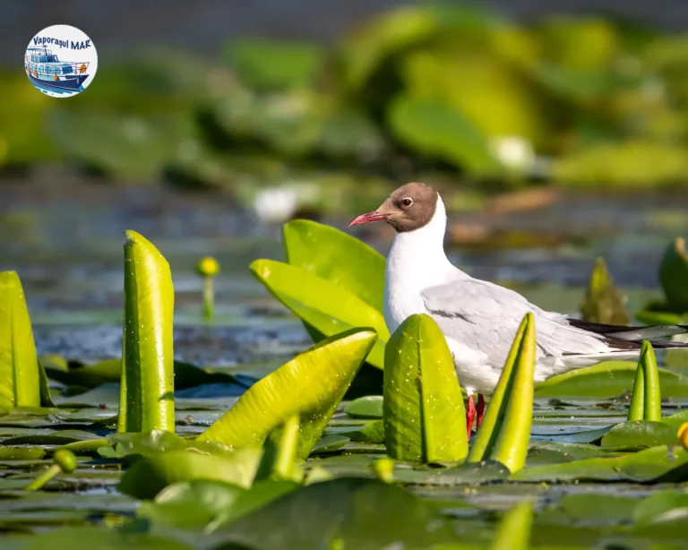 Pescăruș stând pe frunze de nufăr pe apă