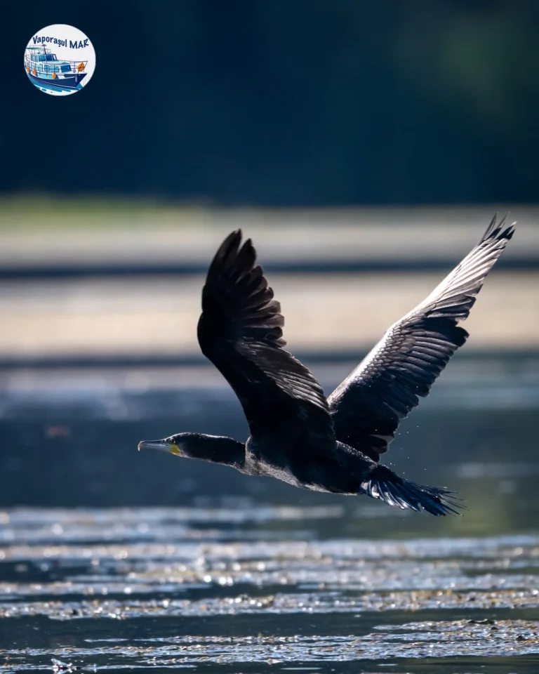 Cormoran în zbor deasupra apei strălucitoare.