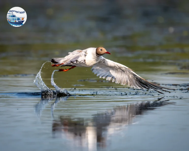 Pescăruș zburând peste apă în Delta Dunării