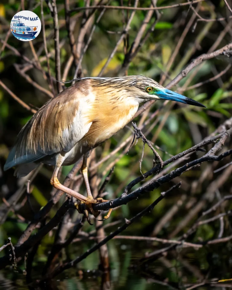 Pasăre pe crenguță în habitat natural