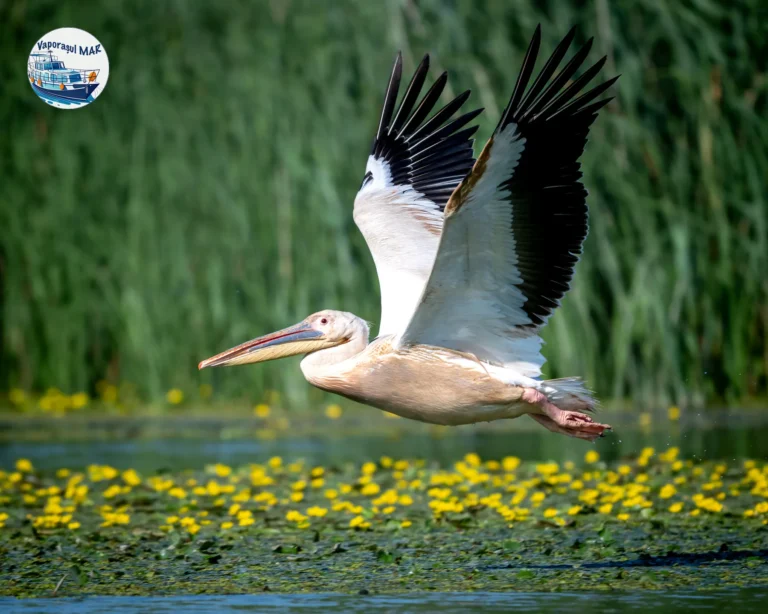 Pelică zboară deasupra apei cu flori galbene.