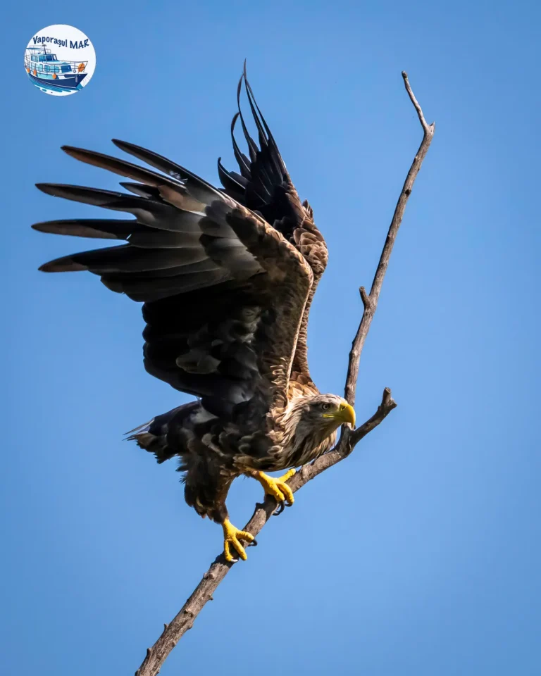 Vultur planând de pe ramură sub cer senin.