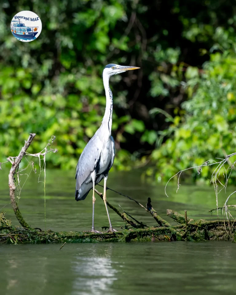 Egreta pe ramură în Delta Dunării