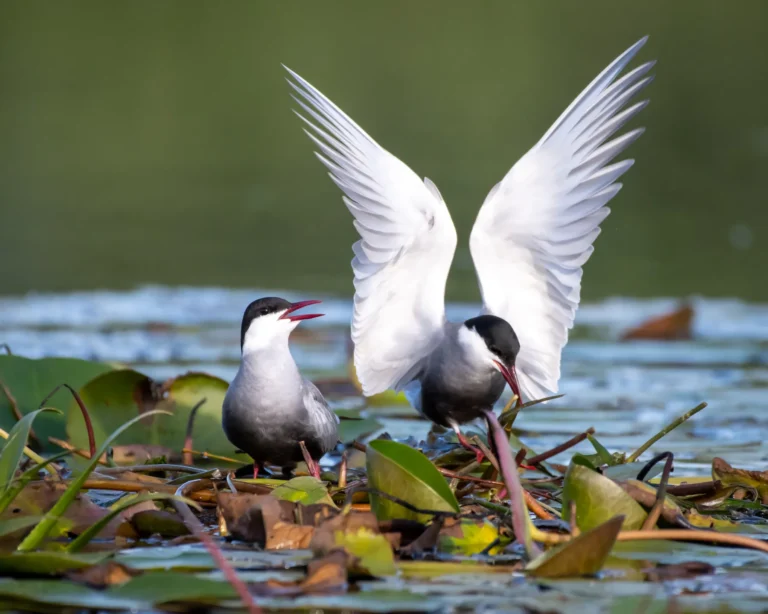 Chirighita cu obraji albi
