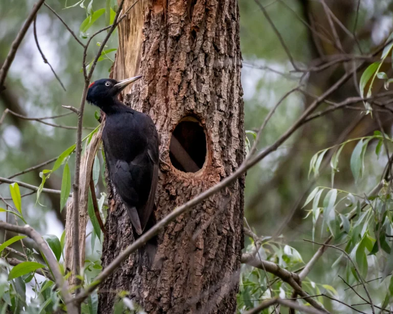 Ciocanitoarea neagră
