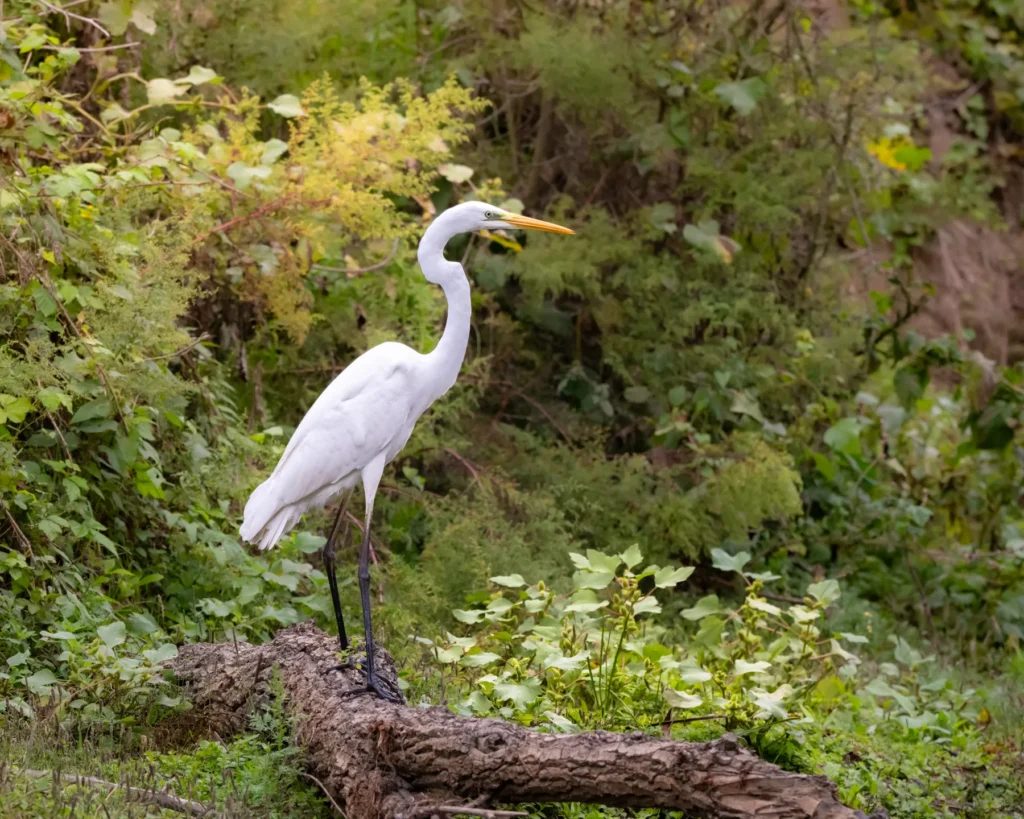 Ardea alba