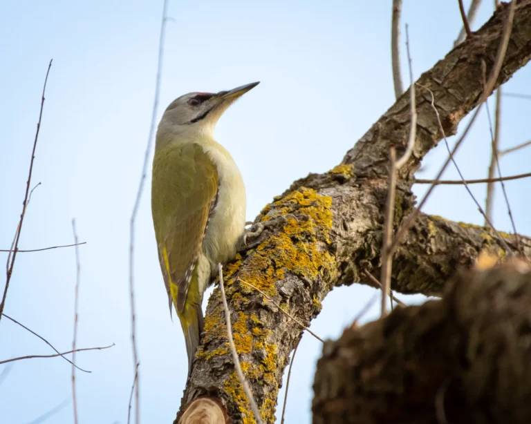 Ciocănitoarea sură