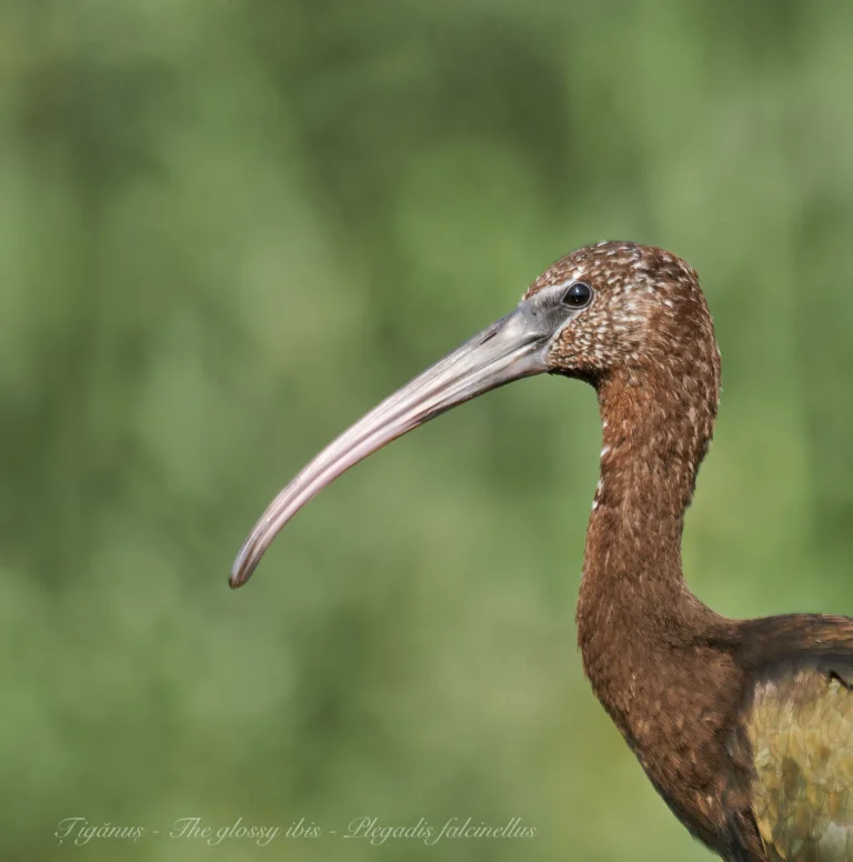 Pasăre șiriană brună, grosieră, prim-planul capului