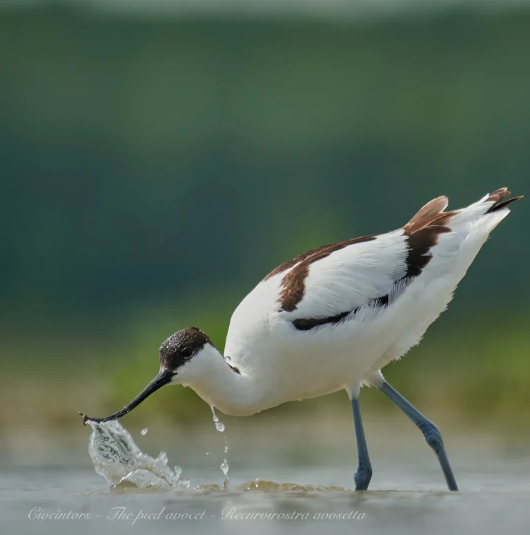 Ciocîntors căutând hrană în apă