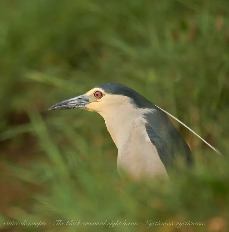 Stârc de noapte în iarbă, profil lateral.