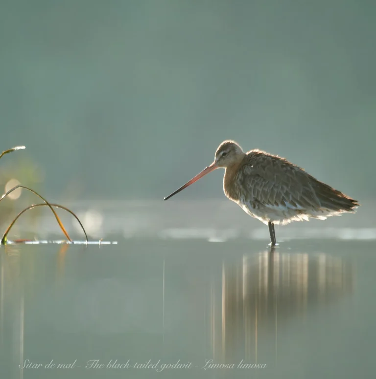 Sitar de mal stând în apă liniștită