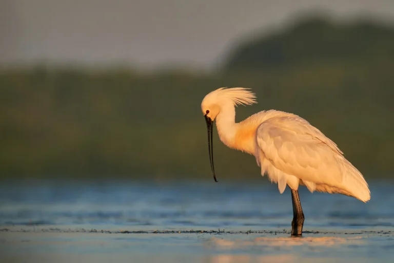 Lopătar alb în apă, pe fundal verde
