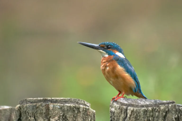 Pescăruș albastru pe un buștean.