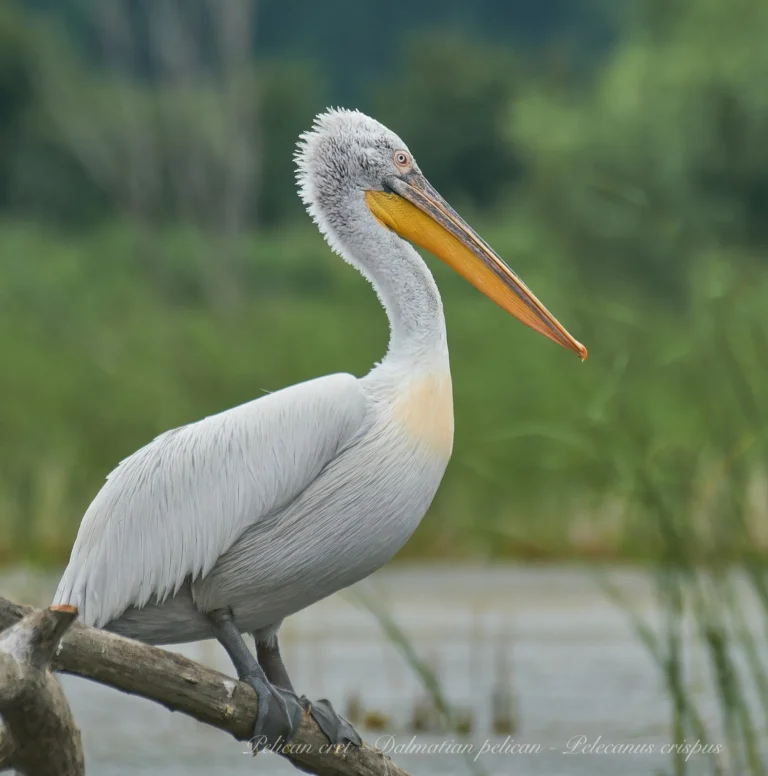 Pelican creț, Pelecanus crispus, pe un trunchi