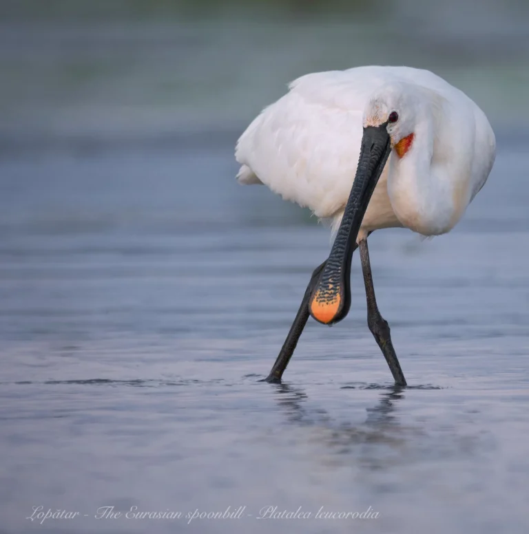 Lopătar căutând hrană în apă superficială.