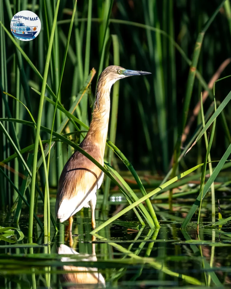 Stârc printre stuf din Delta Dunării