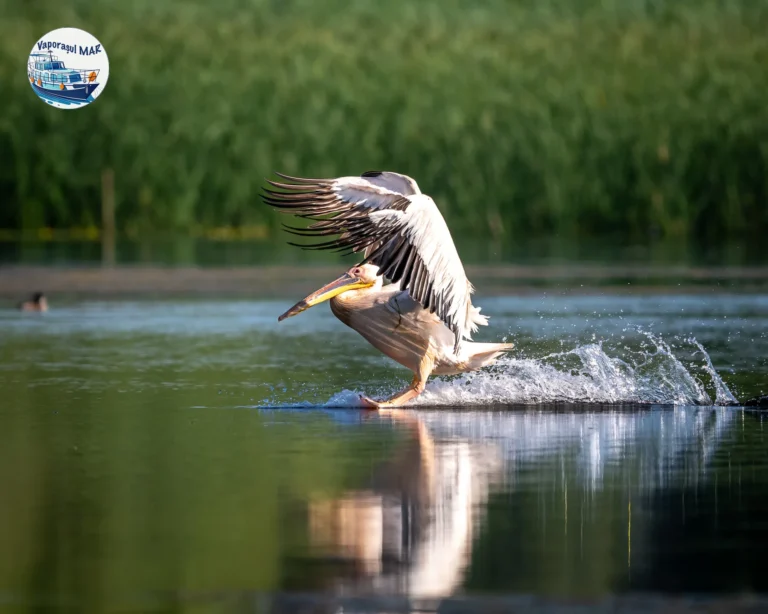 Pelican în zbor deasupra unei ape reflectorizante