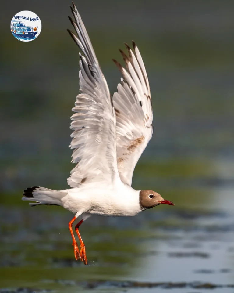 Pescăruș alb zburând deasupra apei