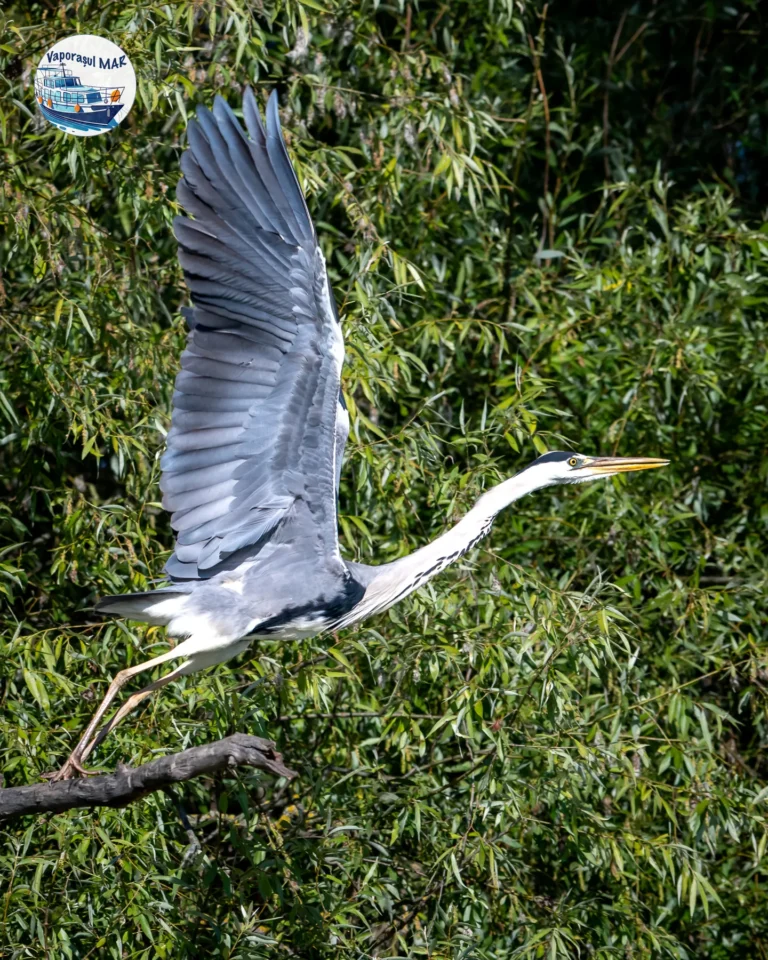 Egretă zburând deasupra unei păduri verzi.