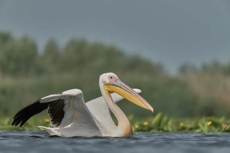 Pelican alb pe apă, Delta Dunării
