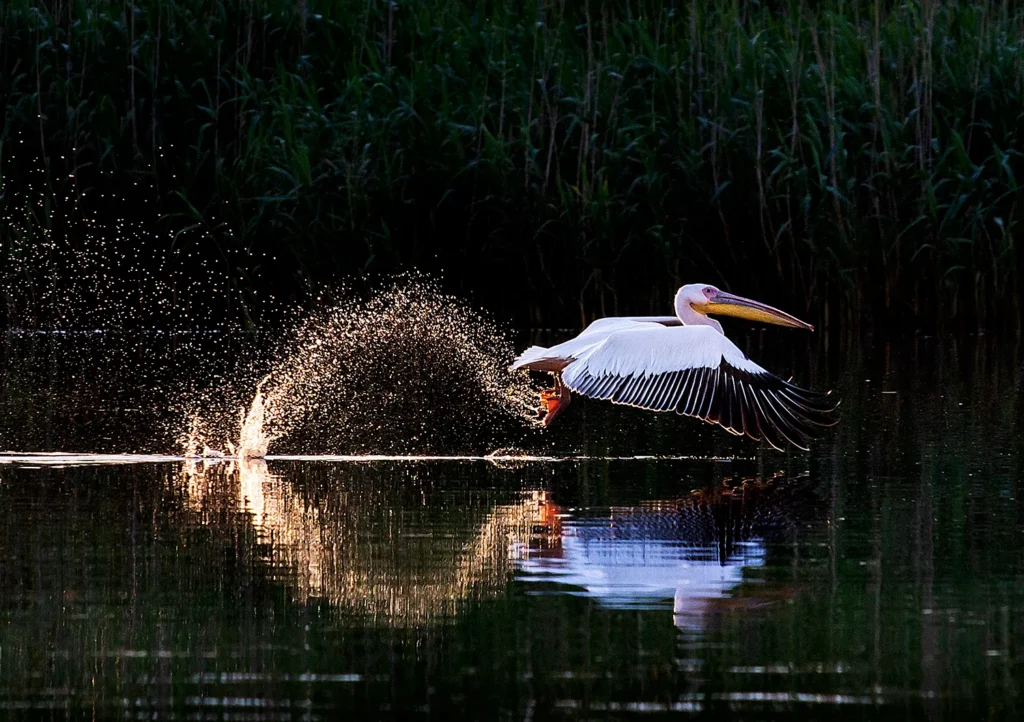 Pelican zburând deasupra apei la apus