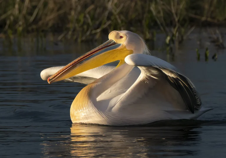 Pelică alb înotând pe apă la apus