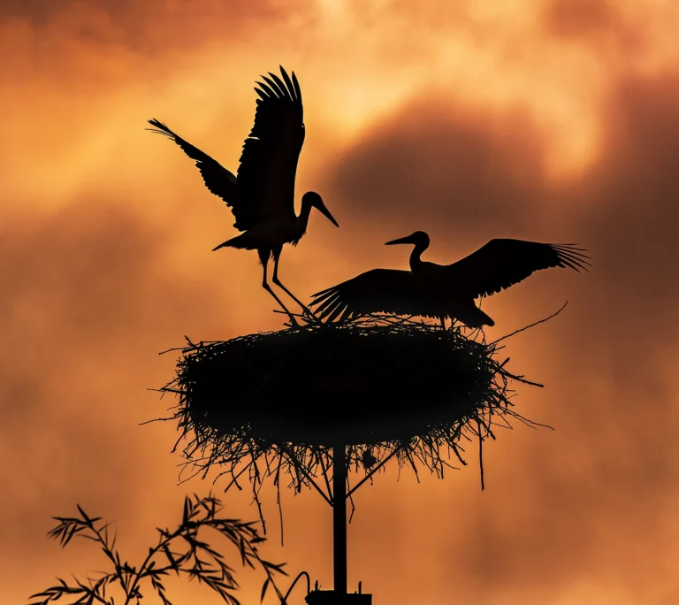 Siluetă berze cuib apus de soare pitoresc.